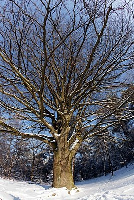 BUITEN BEELD Foto: 157856