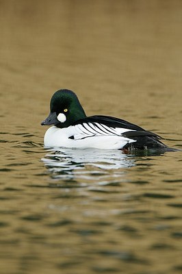BUITEN BEELD Foto: 157885