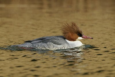 BUITEN BEELD Foto: 157895