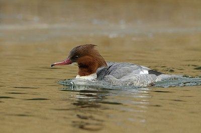 BUITEN BEELD Foto: 157904