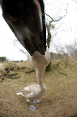 BUITEN BEELD Foto: 157918