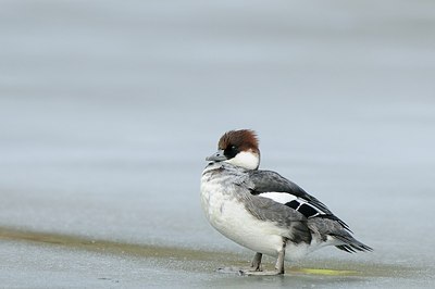 BUITEN BEELD Foto: 157922