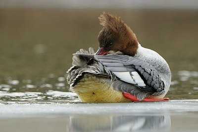 BUITEN BEELD Foto: 157933