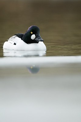 BUITEN BEELD Foto: 157939