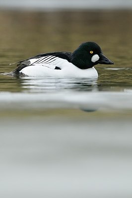 BUITEN BEELD Foto: 157941