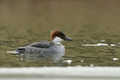 BUITEN BEELD Foto: 157942