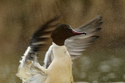 BUITEN BEELD Foto: 157943