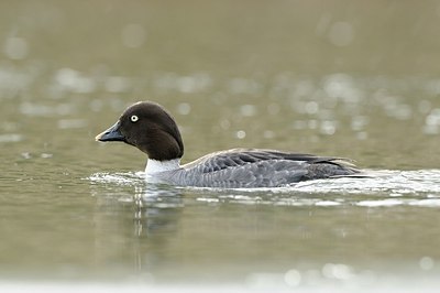 BUITEN BEELD Foto: 157946