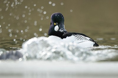 BUITEN BEELD Foto: 157951