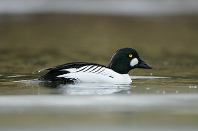 BUITEN BEELD Foto: 157959