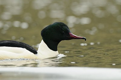 BUITEN BEELD Foto: 157965