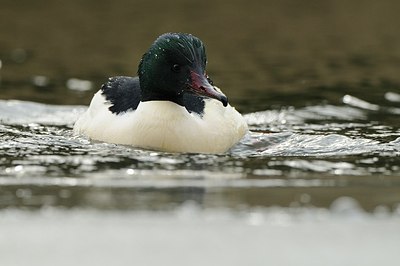 BUITEN BEELD Foto: 157967