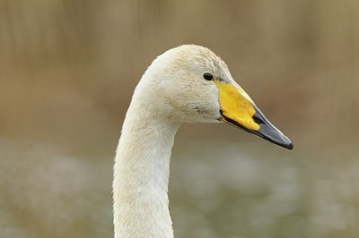 BUITEN BEELD Foto: 157968