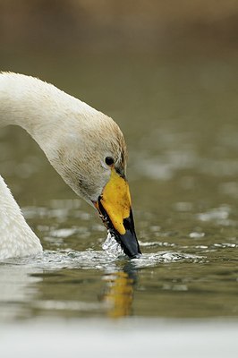 BUITEN BEELD Foto: 157970