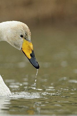 BUITEN BEELD Foto: 157971