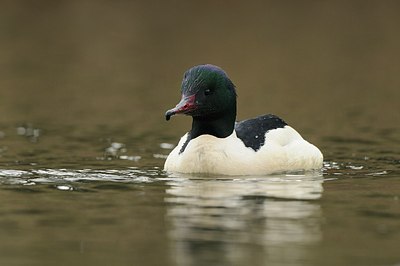 BUITEN BEELD Foto: 157974