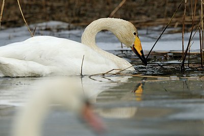 BUITEN BEELD Foto: 157983