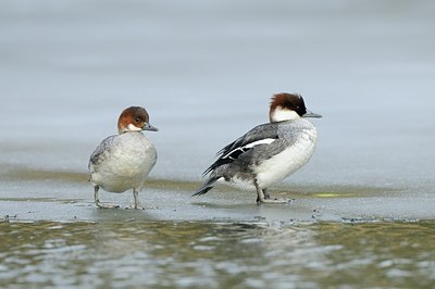 BUITEN BEELD Foto: 157986