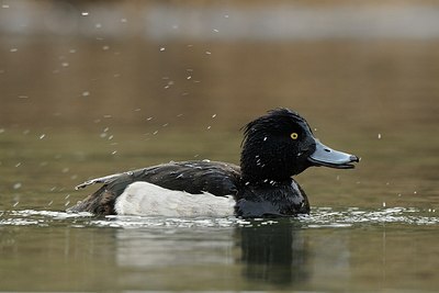 BUITEN BEELD Foto: 157987