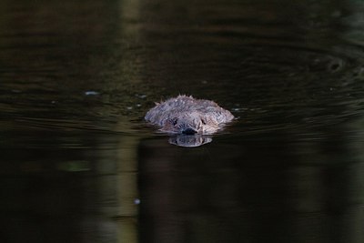 BUITEN BEELD Foto: 158082