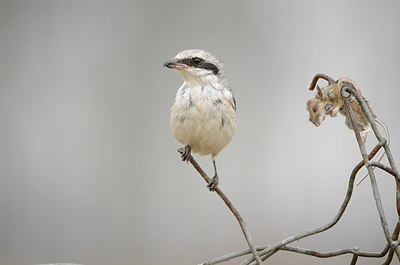 BUITEN BEELD Foto: 158094