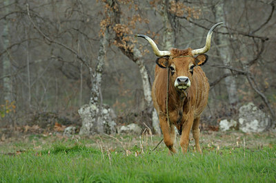 BUITEN BEELD Foto: 158123