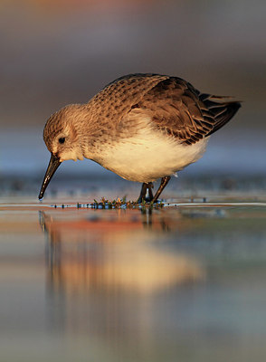 BUITEN BEELD Foto: 158192