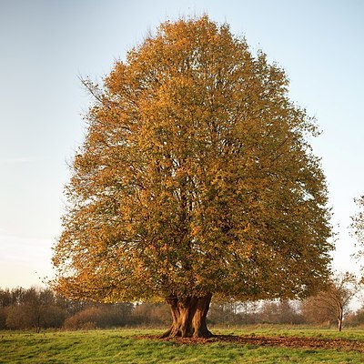 BUITEN BEELD Foto: 158199