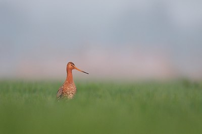BUITEN BEELD Foto: 158290