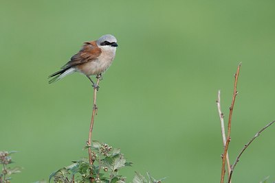 BUITEN BEELD Foto: 158291
