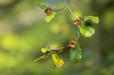 BUITEN BEELD Foto: 158306