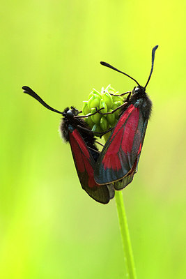 BUITEN BEELD Foto: 158325