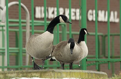 BUITEN BEELD Foto: 158341