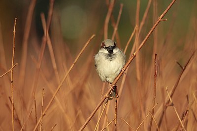 BUITEN BEELD Foto: 158353