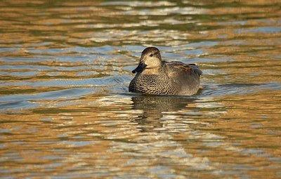 BUITEN BEELD Foto: 158357