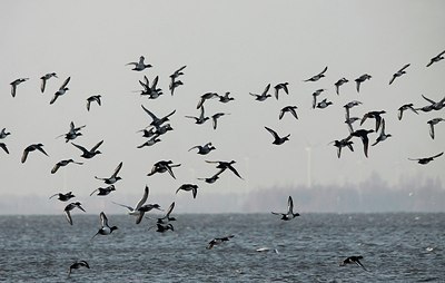 BUITEN BEELD Foto: 158358