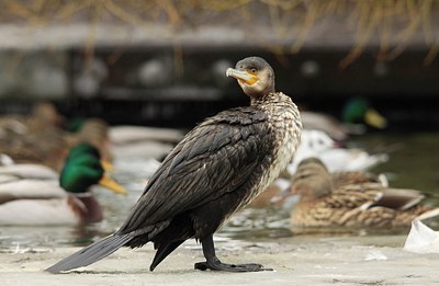 BUITEN BEELD Foto: 158362