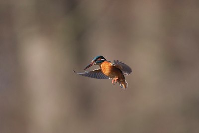 BUITEN BEELD Foto: 158376