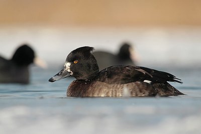 BUITEN BEELD Foto: 158377