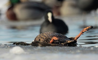 BUITEN BEELD Foto: 158382