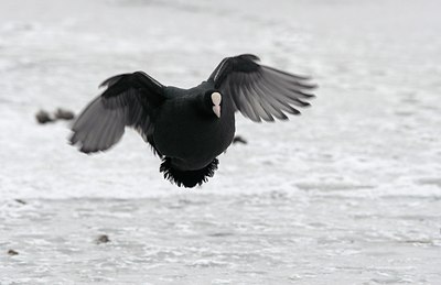 BUITEN BEELD Foto: 158392