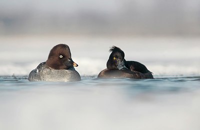 BUITEN BEELD Foto: 158393