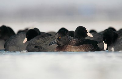 BUITEN BEELD Foto: 158394