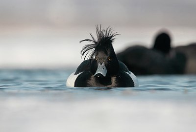 BUITEN BEELD Foto: 158397
