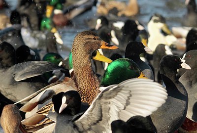 BUITEN BEELD Foto: 158399