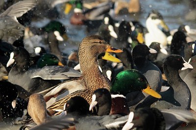 BUITEN BEELD Foto: 158400