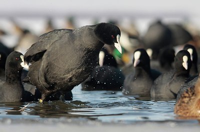 BUITEN BEELD Foto: 158407