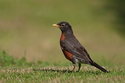 BUITEN BEELD Foto: 158431