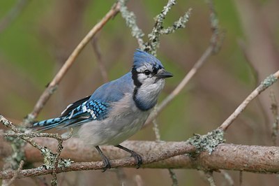 BUITEN BEELD Foto: 158435