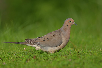 BUITEN BEELD Foto: 158467